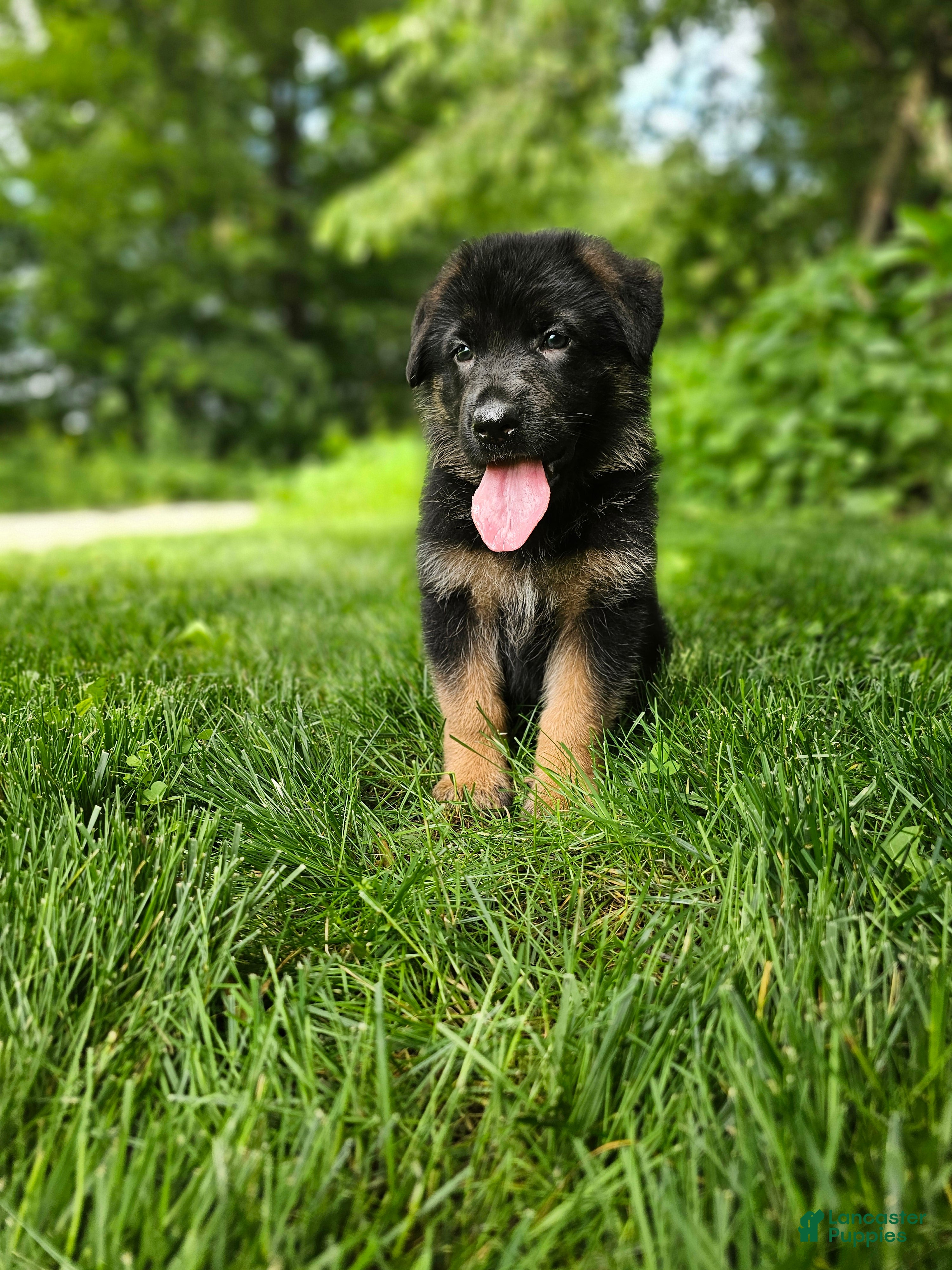 German Shepherd dogs Sparky  - Ad 1