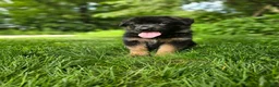 German Shepherd dogs for sale: Sparky  - Ad 1