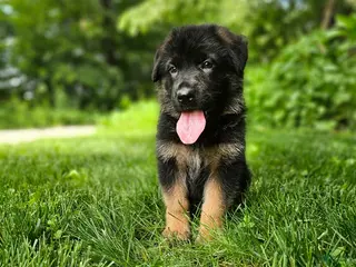 German Shepherd dogs for sale: Sparky - Ad 3