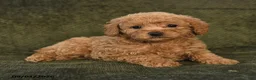 Miniature Poodle dogs for sale: Harper - Ad 3