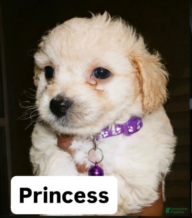 Mixed Breed dogs Princess - Ad 41