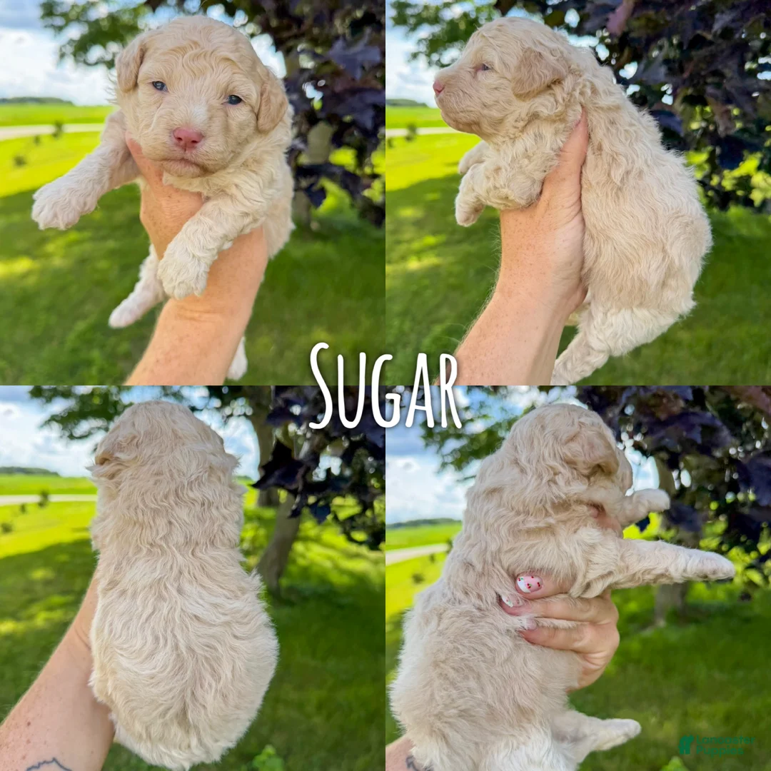 Mini Aussiedoodle dogs for sale: Sugar - Micro Mini F1b - Ad 2