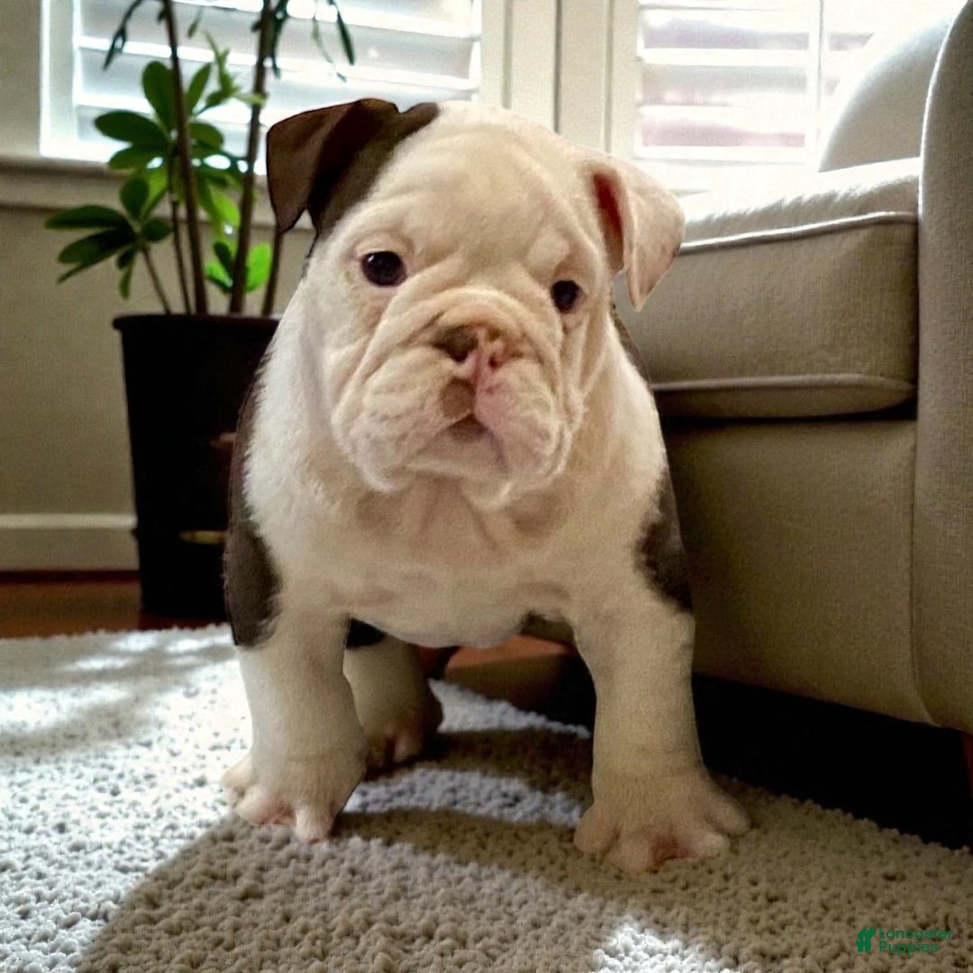 English Bulldog dogs for sale: Willow  - Ad 6