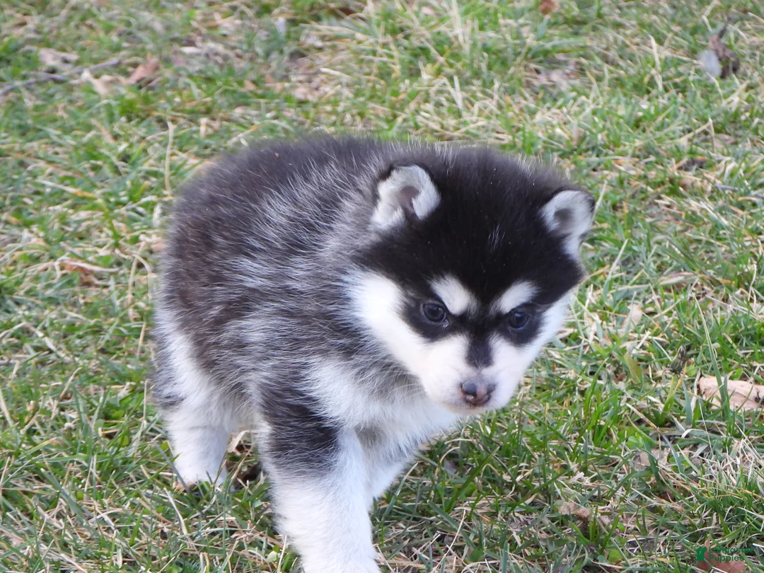 Pomsky dogs for sale: Abner - Ad 7