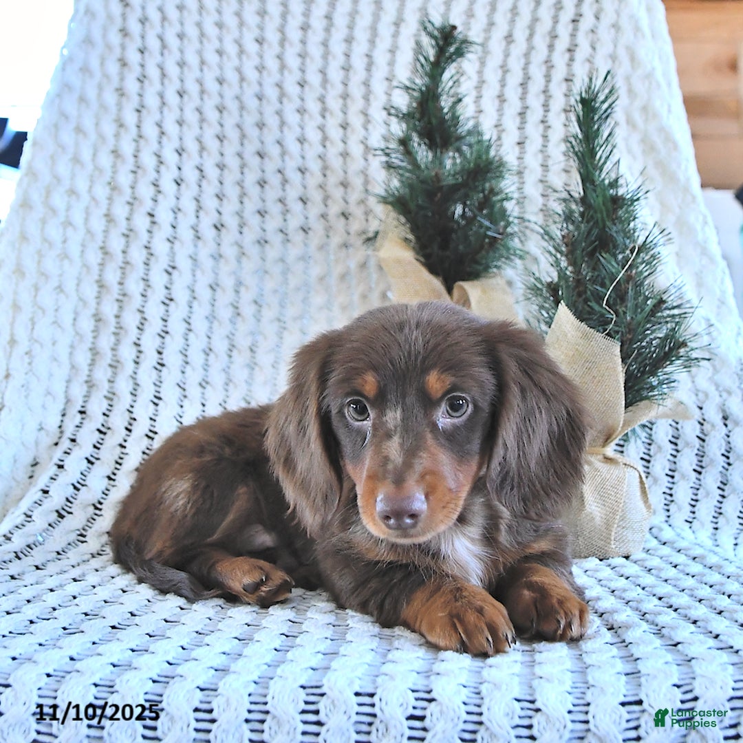Miniature Dachshund dogs for sale: Archie - Ad 3