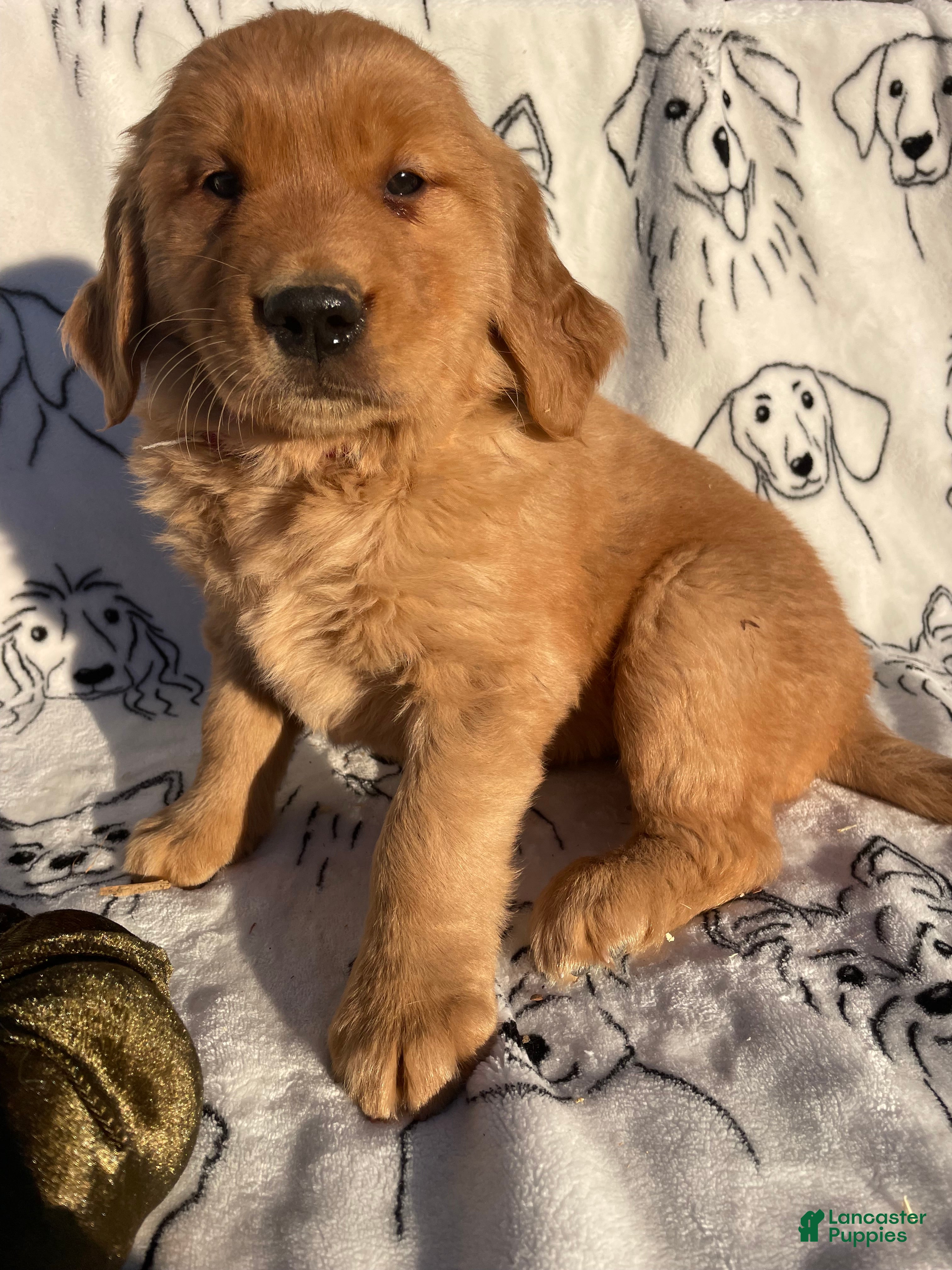 Golden Retriever dogs for sale: Bixby - Ad 40
