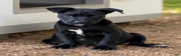 Boxador dogs for sale: Hank $125 - Ad 1