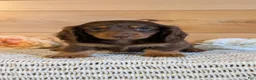 Miniature Dachshund dogs for sale: Hunter - Ad 4