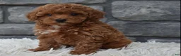 Toy Poodle dogs for sale: Cupcake  - Ad 4
