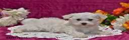 Maltese dogs for sale: Rex - Ad 4