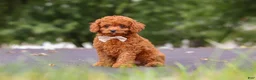 Cavapoo dogs for sale: Wallen - Ad 4