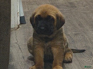 Mixed Breed dogs - Ad 20