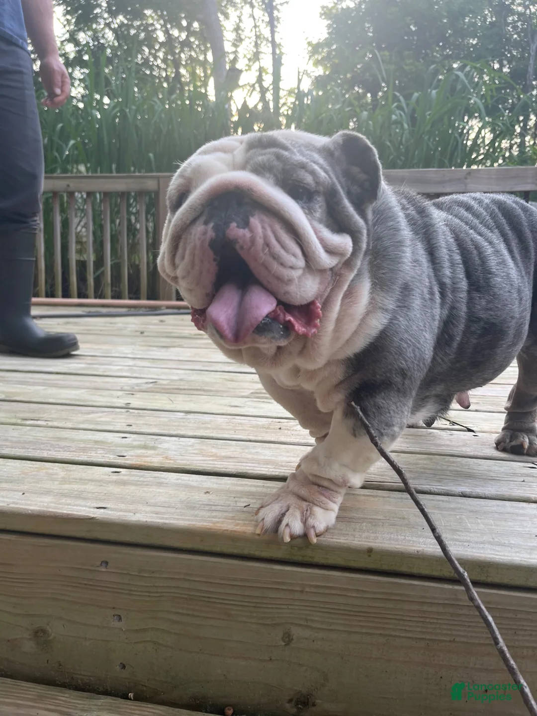 English Bulldog dogs for sale: English Bulldog 1 - Ad 4