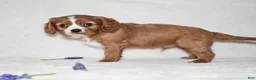 Cavalier King Charles Spaniel dogs for sale: Remy  - Ad 5