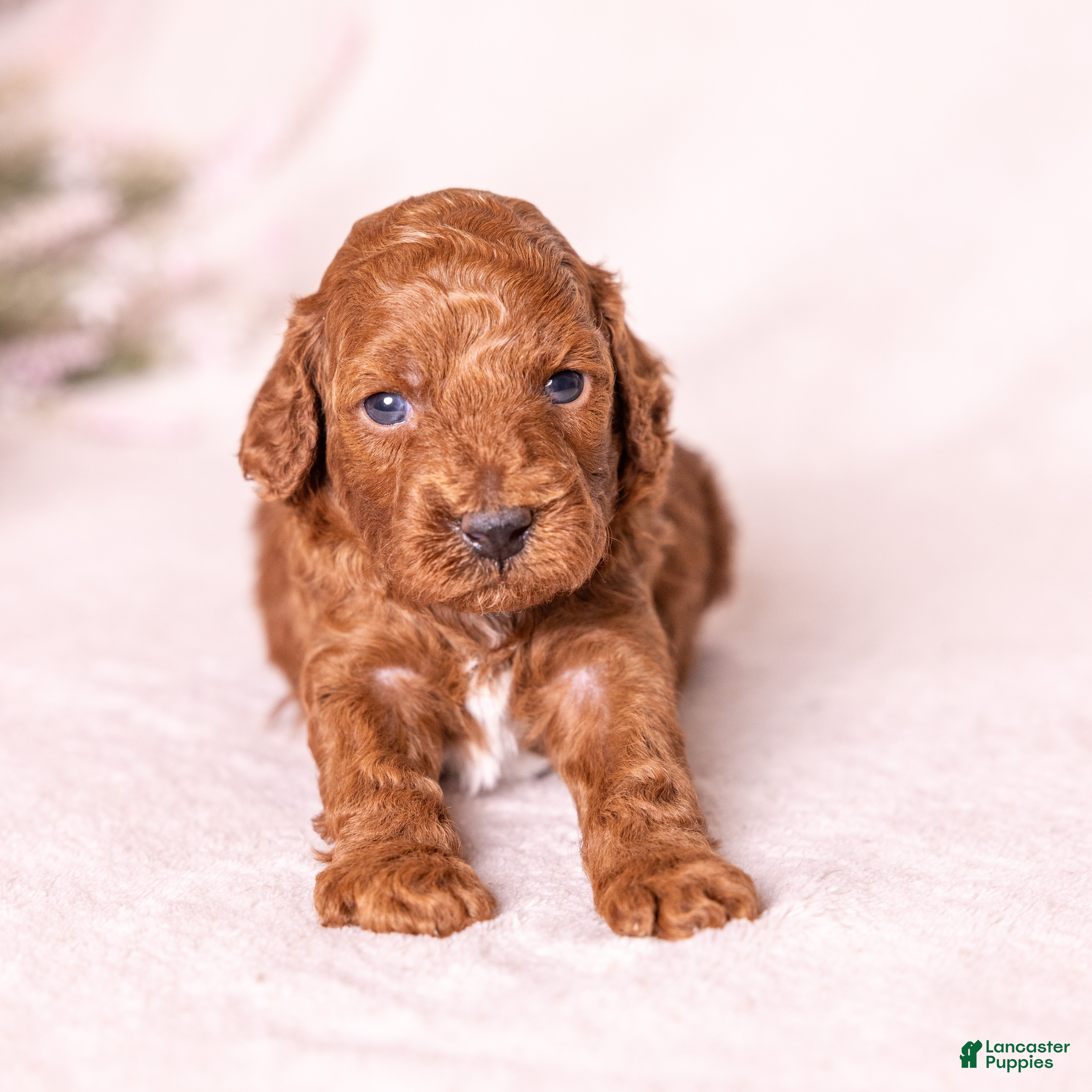 Miniature Poodle dogs Dexter - Ad 1