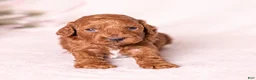 Miniature Poodle dogs for sale: Dexter - Ad 7