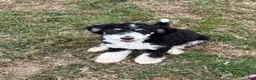 Mini Bernedoodle dogs for sale: Poppy - Ad 3