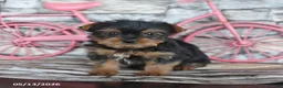 Yorkshire Terrier dogs for sale: Jane - Ad 5