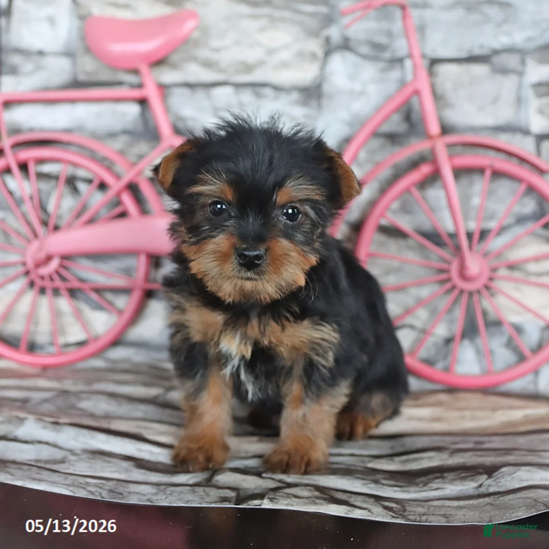 Yorkshire Terrier dogs for sale: Jane - Ad 5