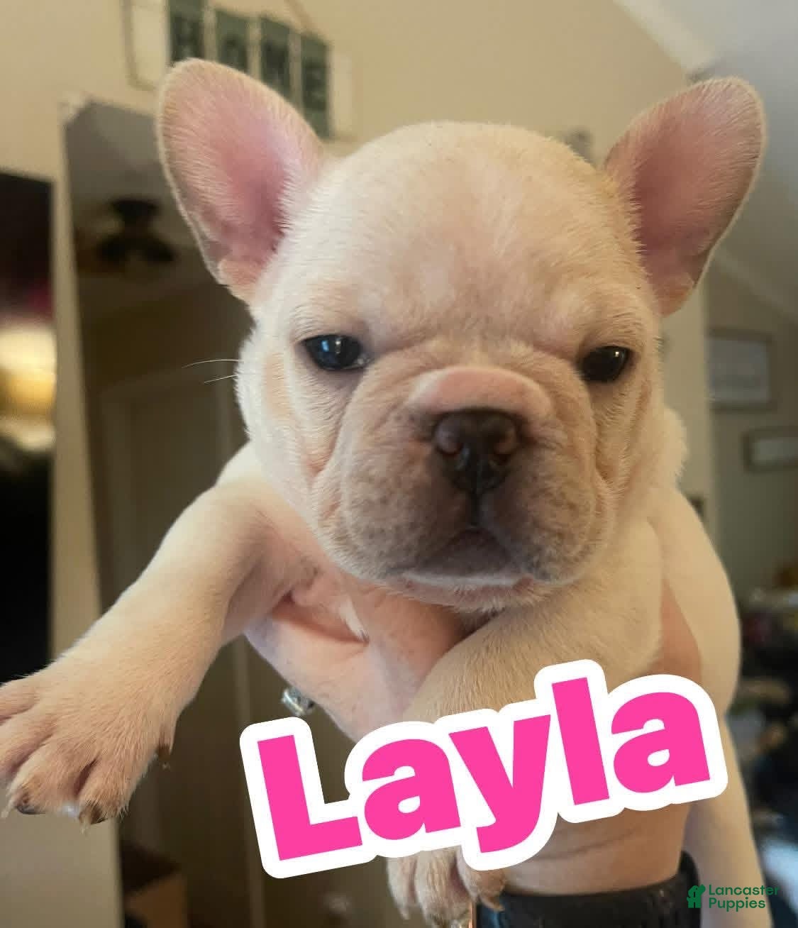 French Bulldog dogs French Bulldog Puppy 5 - Ad 42