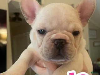 French Bulldog dogs French Bulldog Puppy 5 - Ad 42