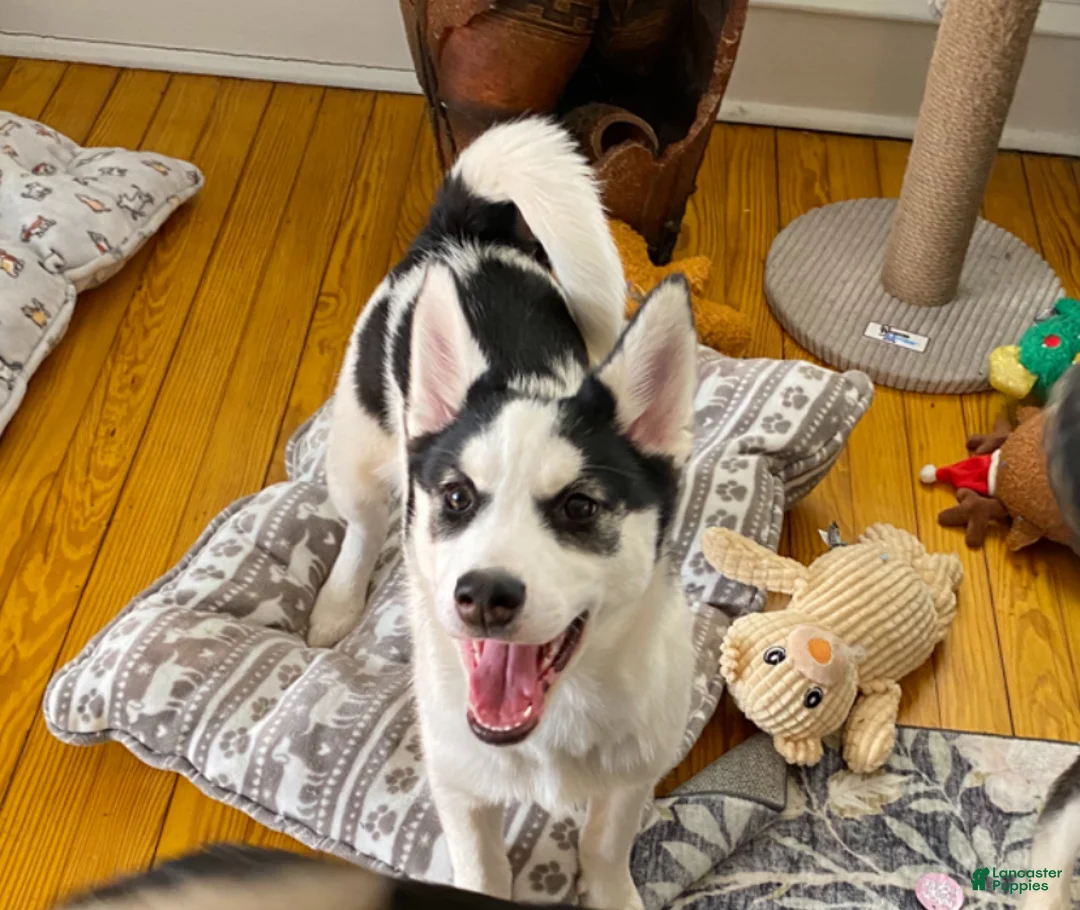 Pomsky dogs for sale: Togo  - Ad 1