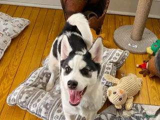 Pomsky dogs Togo - Ad 8