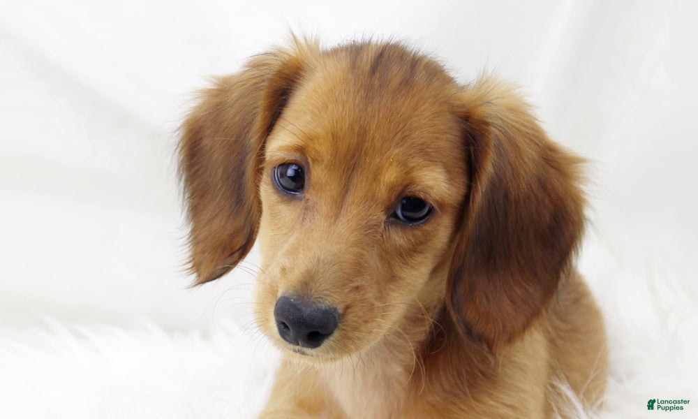 Dachshund dogs Candy Lou R 7562 - Ad 1