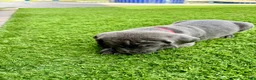 Mixed Breed dogs for sale: Mixed Breed Puppy 7 (red) - Ad 5
