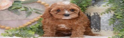 Cavapoo dogs for sale: Jalise - Ad 2