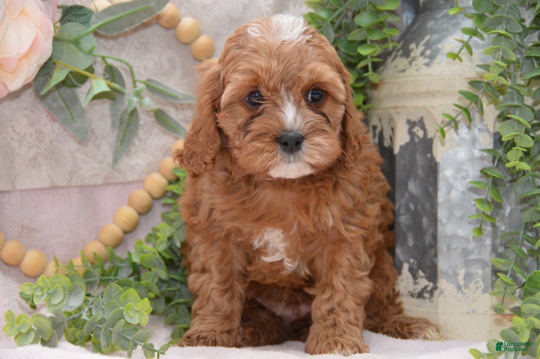 Cavapoo dogs for sale: Jalise - Ad 2