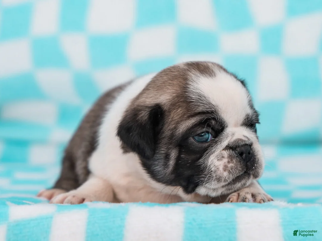 Pug dogs for sale: Elliot - Ad 1