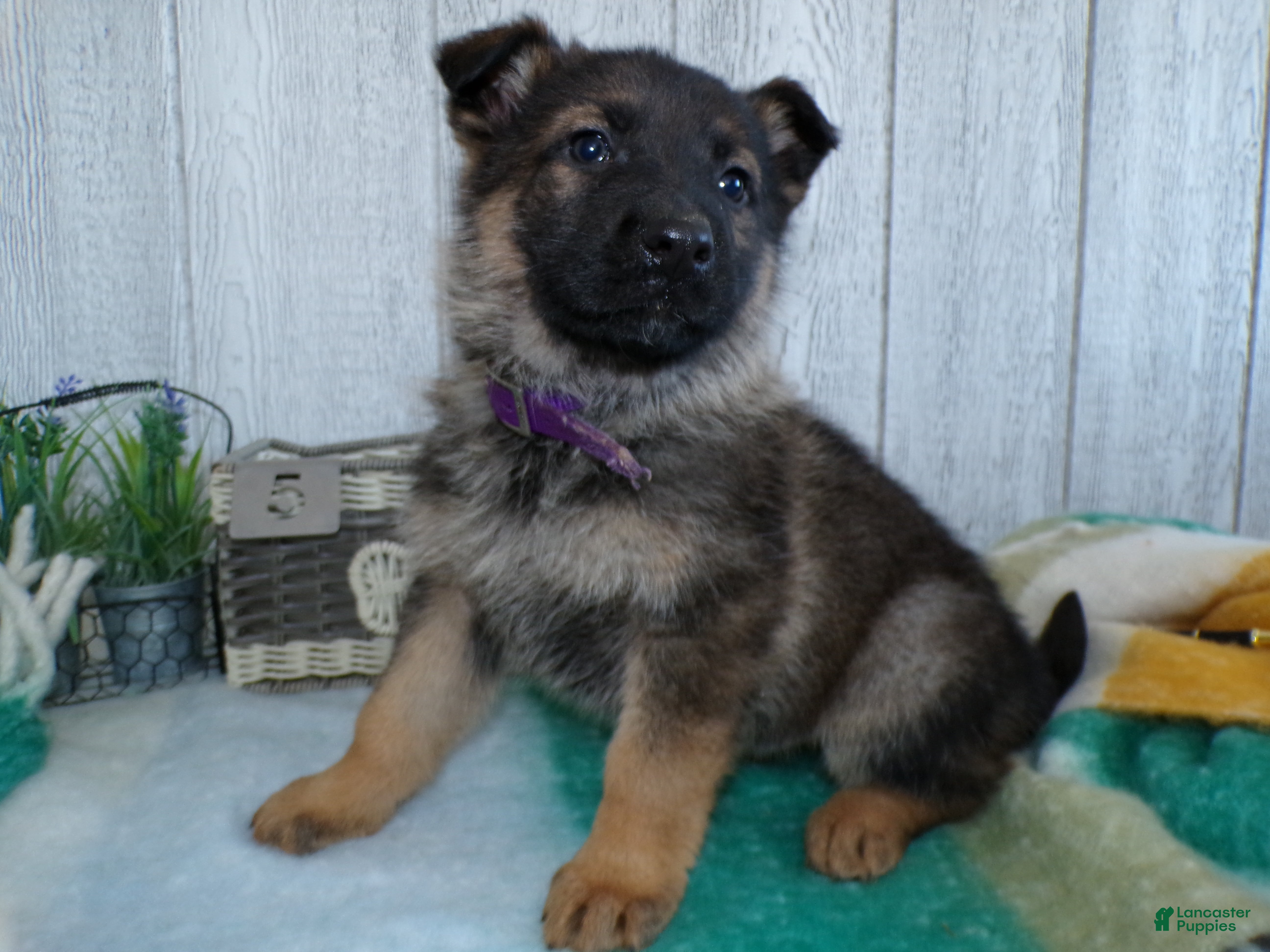 German Shepherd dogs German Shepherd Puppy 5 Zues - Ad 36