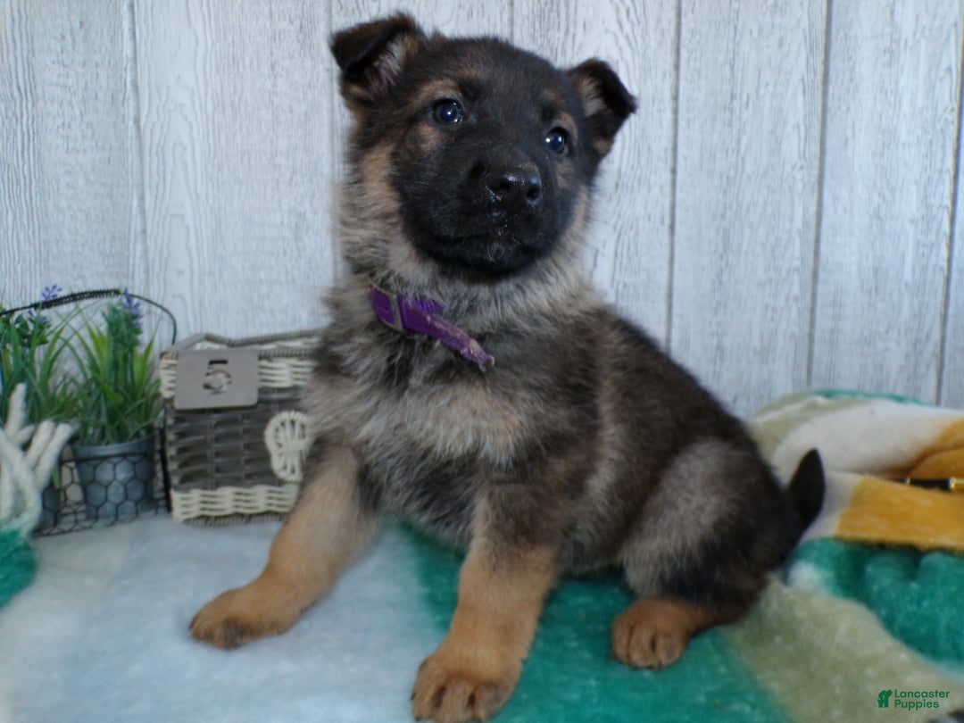German Shepherd dogs for sale: German Shepherd Puppy 5 Zues - Ad 1