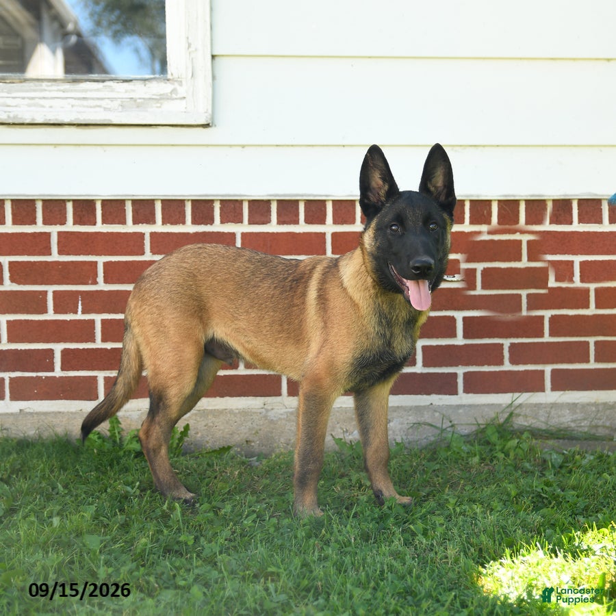 Belgian Malinois dogs Pringles - Ad 2