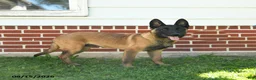 Belgian Malinois dogs for sale: Pringles - Ad 2