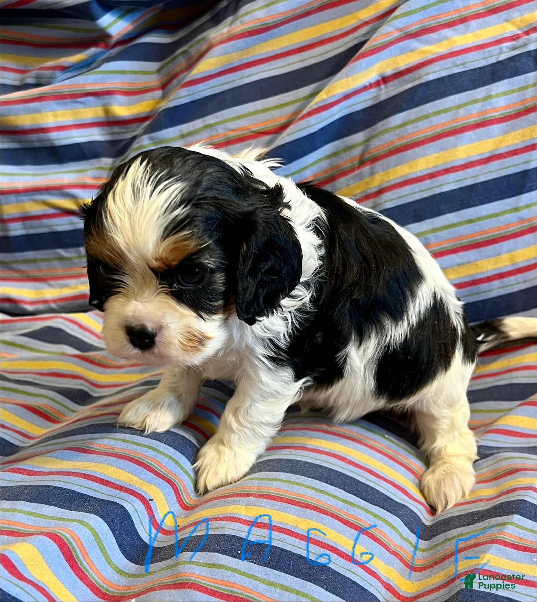Cavalier King Charles Spaniel dogs for sale: Cavalier King Charles Spaniel Puppy 1 - Ad 1
