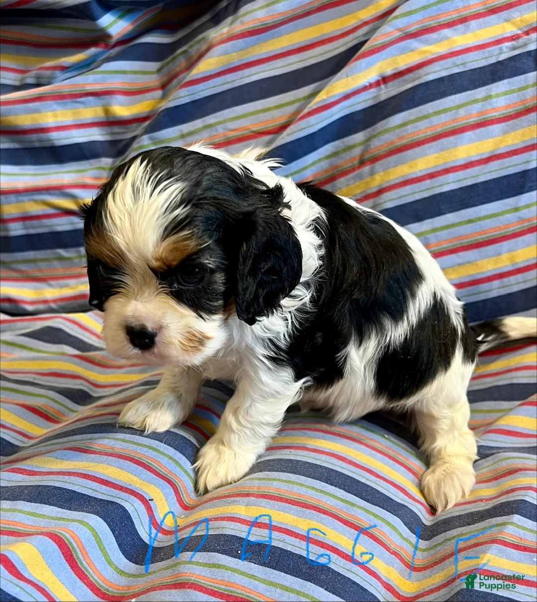 Cavalier King Charles Spaniel dogs for sale: Cavalier King Charles Spaniel Puppy 1 - Ad 1