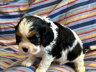 Cavalier King Charles Spaniel dogs for sale: Cavalier King Charles Spaniel Puppy 1 - Ad 1