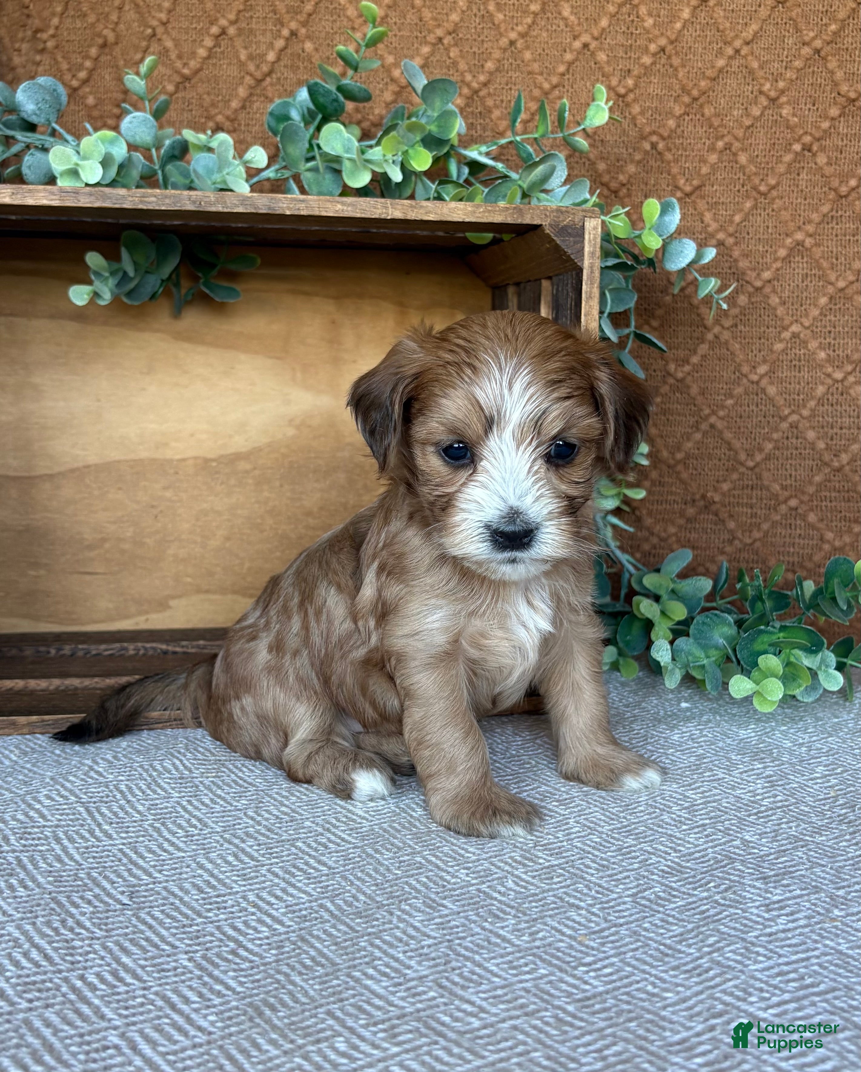 Havanese dogs Boomer - Ad 1