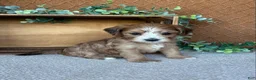Havanese dogs for sale: Boomer - Ad 5