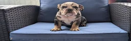 English Bulldog dogs for sale: Zane - Ad 11