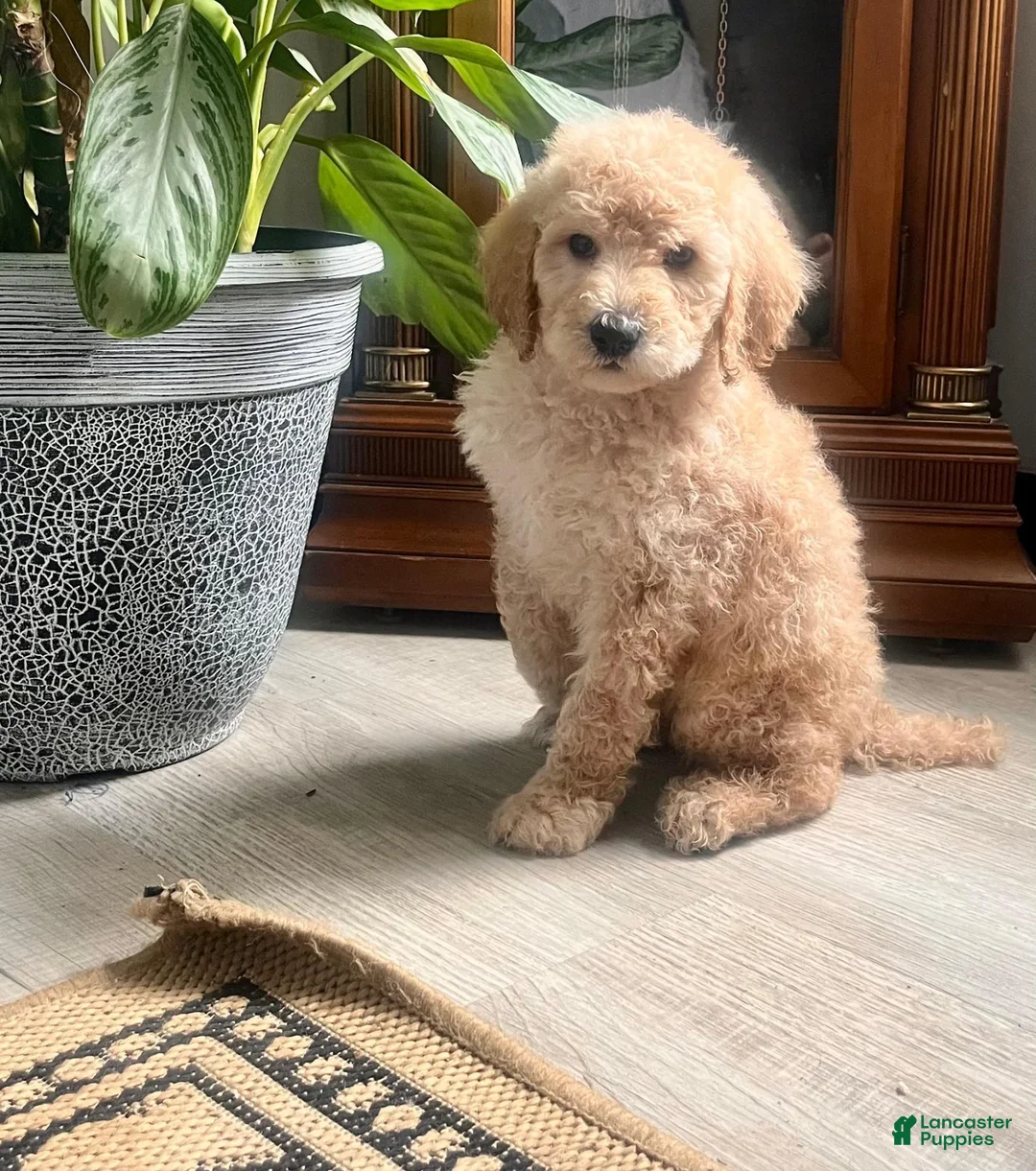 Standard Poodle dogs for sale: Pixie Stick❤️🐾AKC Genetic Tested❤️Call 610-806-6386 - Ad 2