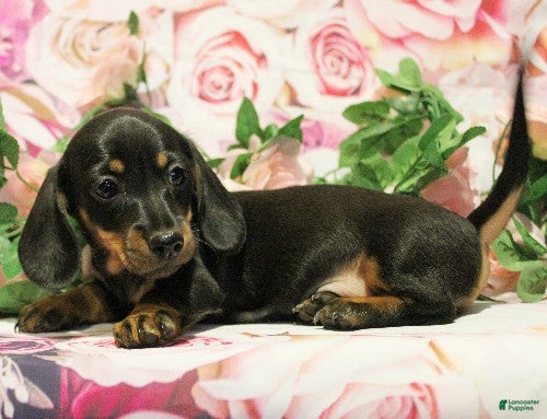 Miniature Dachshund dogs onyx - Ad 2