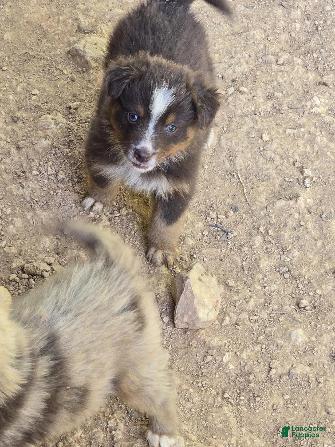 Australian Shepherd dogs for sale: Australian Shepherd Puppy 1 - Ad 3