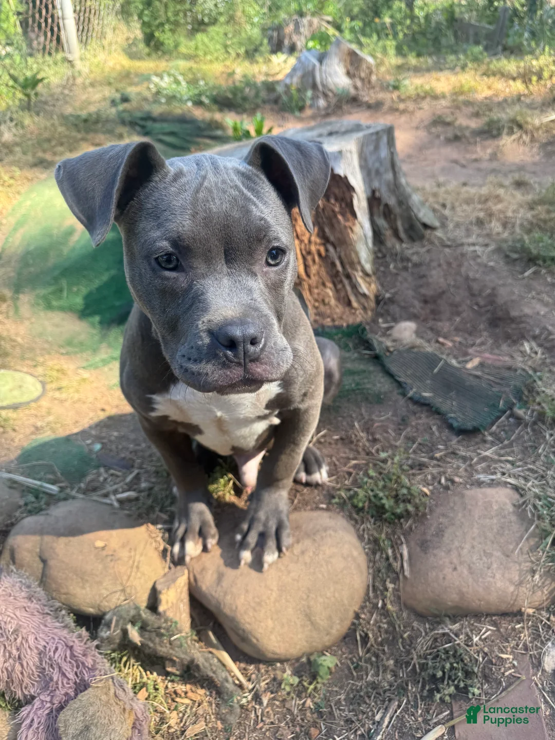 American Bully dogs for sale: Joker - Ad 1