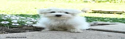 Maltese dogs for sale: Fritz - Ad 4