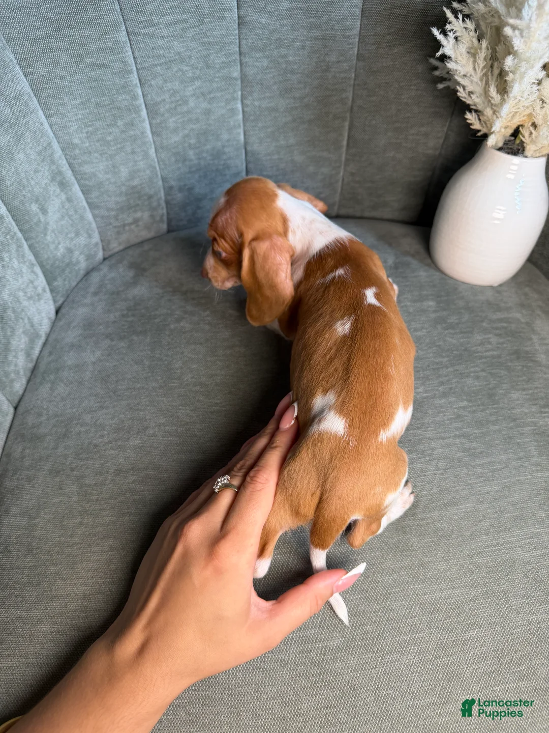 Dachshund dogs for sale: Tigger - Ad 4