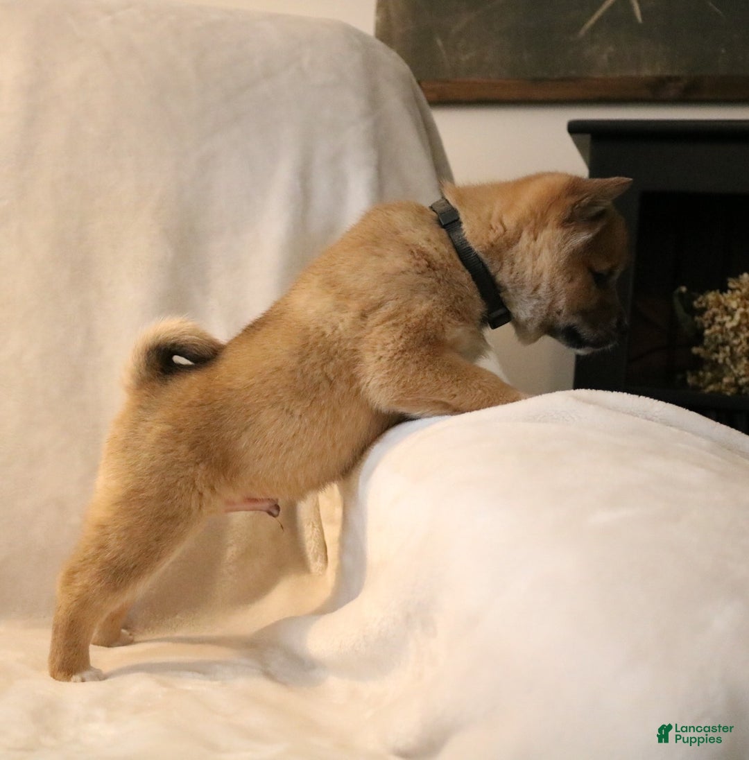 Shiba Inu dogs for sale: Sarge - Ad 5