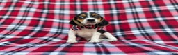 Beagle dogs for sale: Shaggy - Ad 8